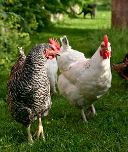 Unsere Hühner (1. Generation)